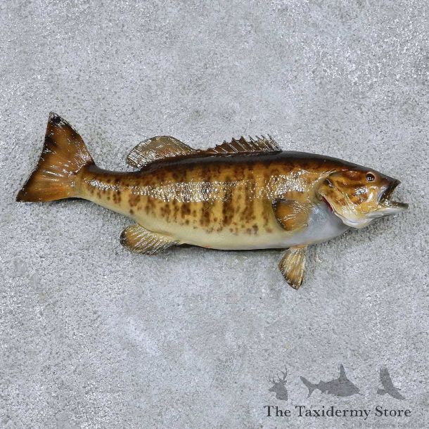 Smallmouth Bass Taxidermy Fish Mount #13875 For Sale @ The Taxidermy Store