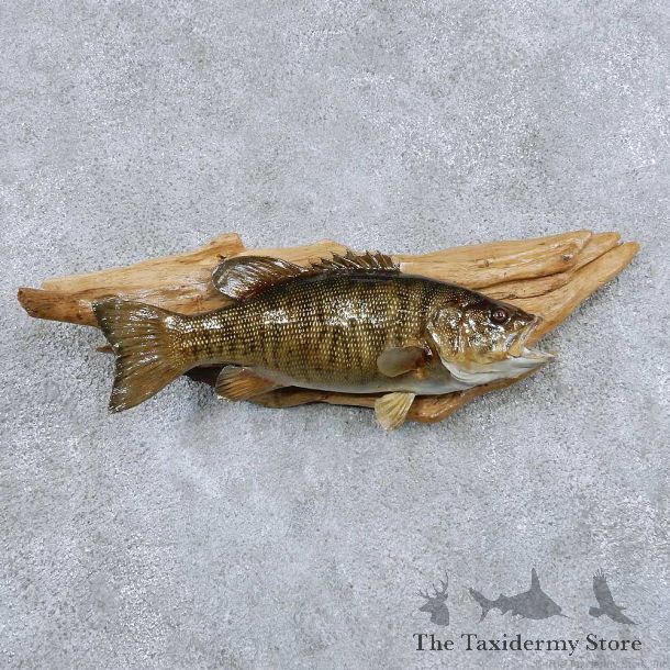 Smallmouth Bass Taxidermy Fish Mount #13877 For Sale @ The Taxidermy Store