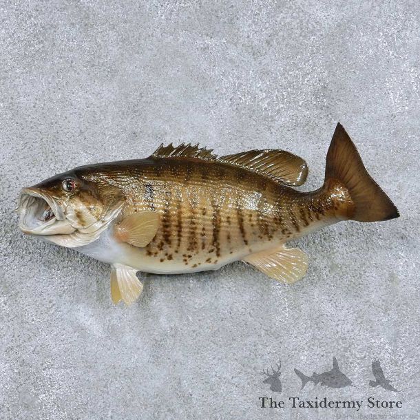 Smallmouth Bass Taxidermy Fish Mount #13878 For Sale @ The Taxidermy Store