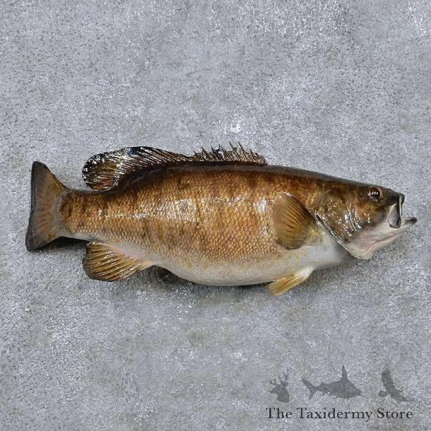 Smallmouth Bass Fish Mount For Sale #14482 @ The Taxidermy Store