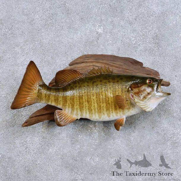 Smallmouth Bass Fish Mount For Sale #14100 @ The Taxidermy Store