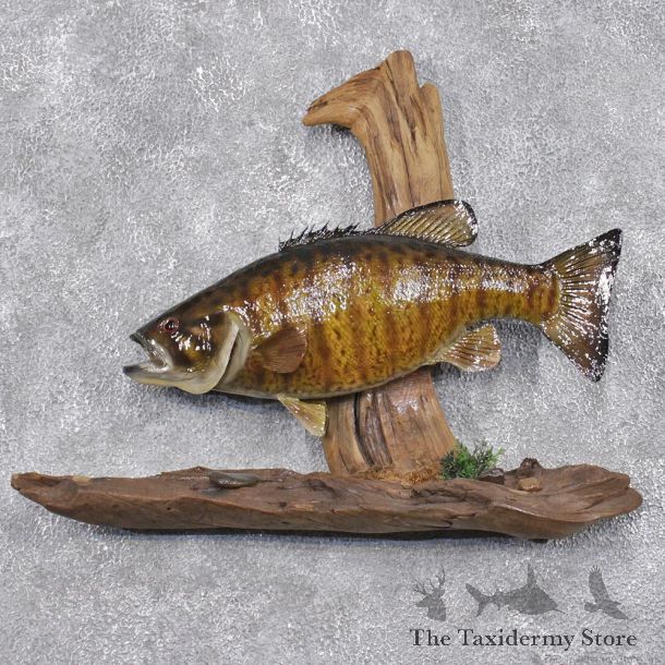 Smallmouth Bass Fish Mount #12220 For Sale @ The Taxidermy Store