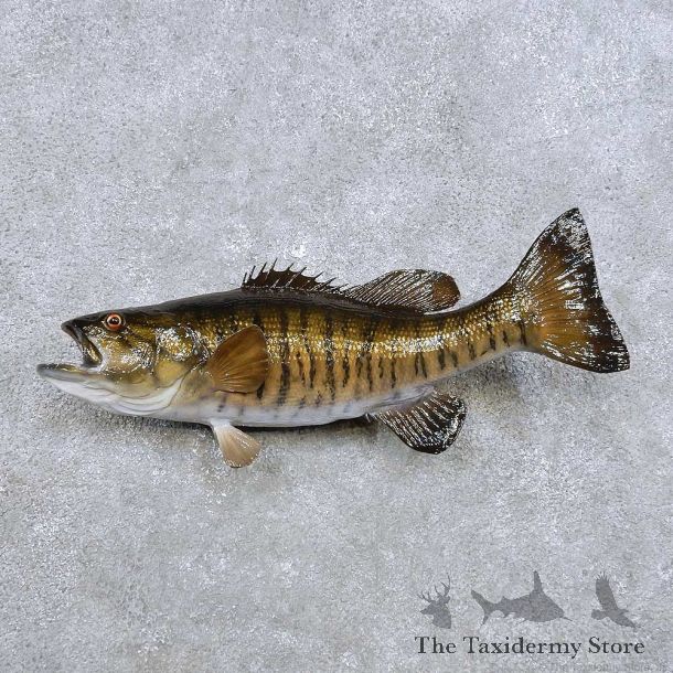Smallmouth Bass Fish Mount For Sale #14359 @ The Taxidermy Store