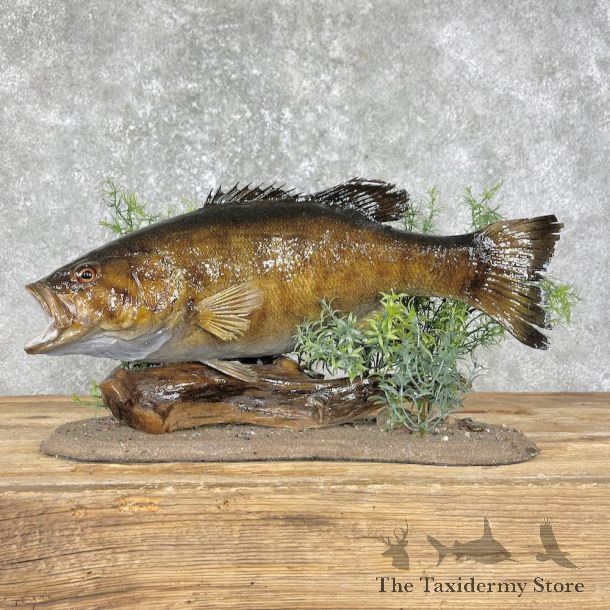 Smallmouth Bass Fish Mount For Sale #25661 @ The Taxidermy Store