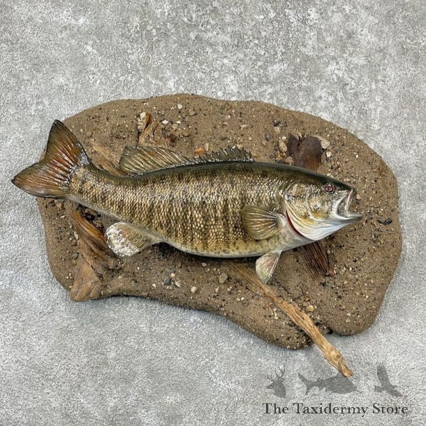 Reproduction Smallmouth Bass Fish Mount For Sale #26155 @ The Taxidermy Store
