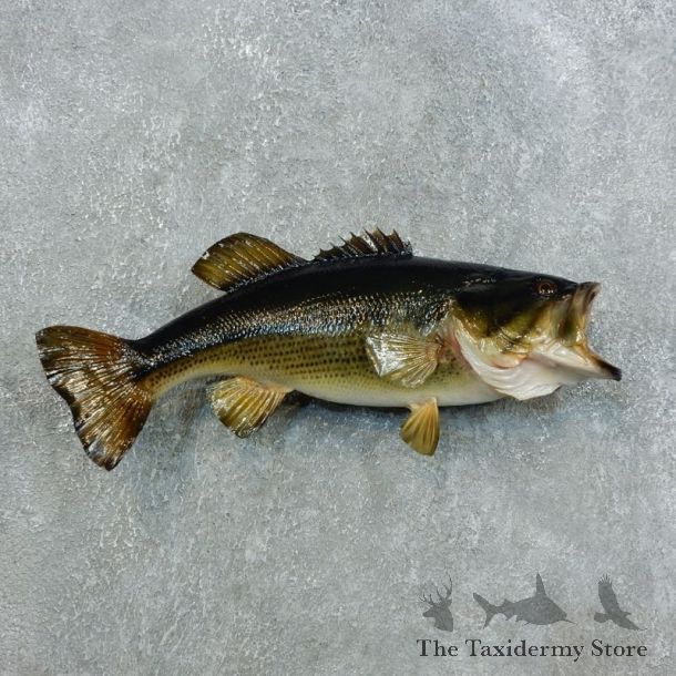 Largemouth Bass Fish Mount For Sale #18390 @ The Taxidermy Store