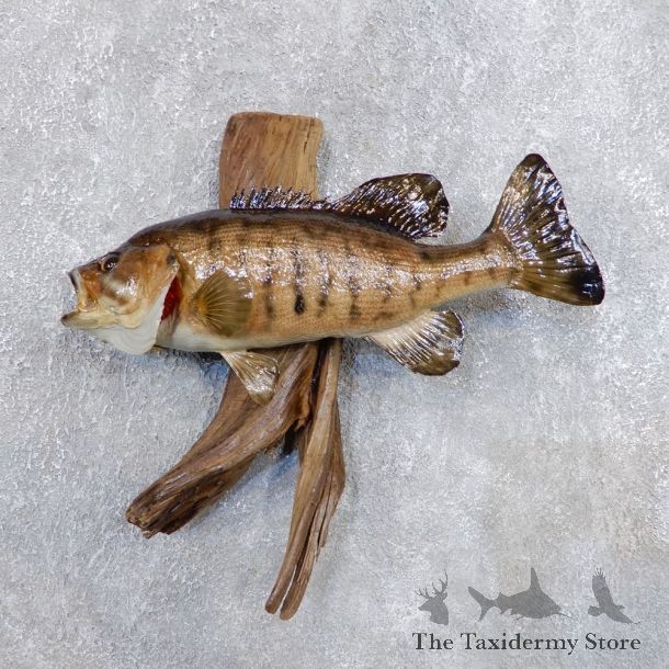 Smallmouth Bass Fish Mount For Sale #18693 @ The Taxidermy Store