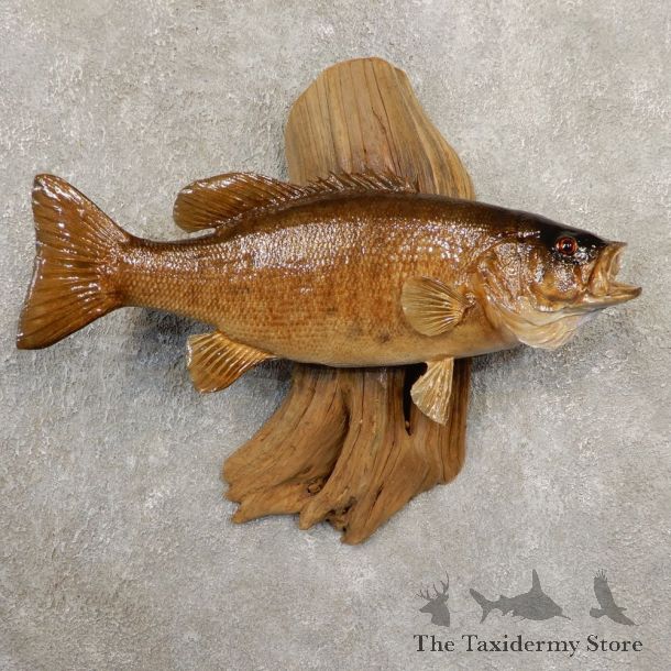 Smallmouth Bass Fish Mount For Sale #20852 @ The Taxidermy Store