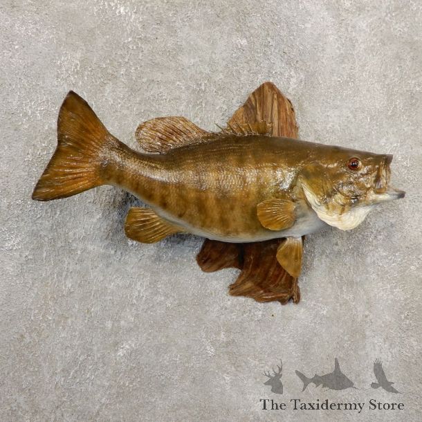 Smallmouth Bass Fish Mount For Sale #20853 @ The Taxidermy Store