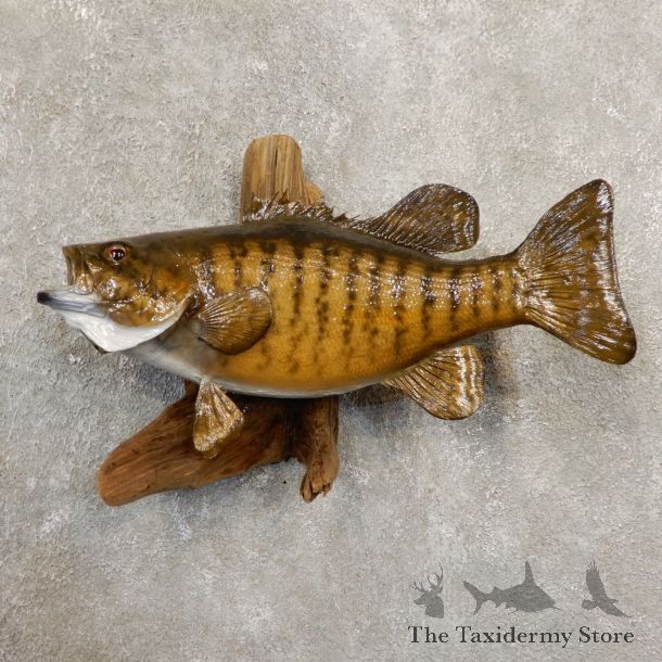Smallmouth Bass Fish Mount For Sale #20854 @ The Taxidermy Store