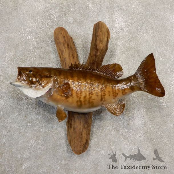 Smallmouth Bass Fish Mount For Sale #20856 @ The Taxidermy Store