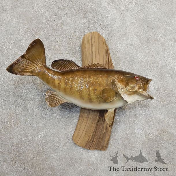 Smallmouth Bass Fish Mount For Sale #20904 @ The Taxidermy Store