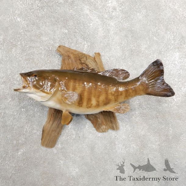 Smallmouth Bass Fish Mount For Sale #20906 @ The Taxidermy Store