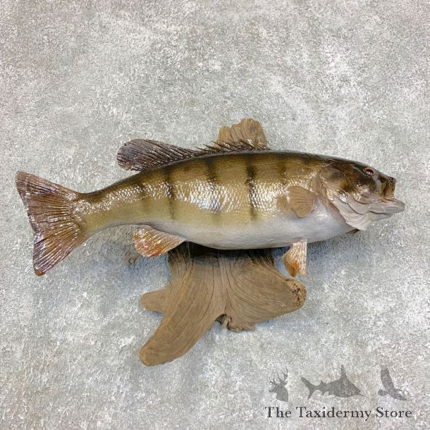 Smallmouth Bass Fish Mount For Sale #21784 @ The Taxidermy Store
