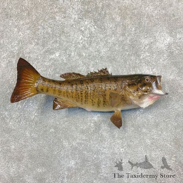 Smallmouth Bass Fish Mount For Sale #22376 @ The Taxidermy Store