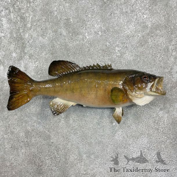 Smallmouth Bass Taxidermy Fish Mount #25577 For Sale @ The Taxidermy Store