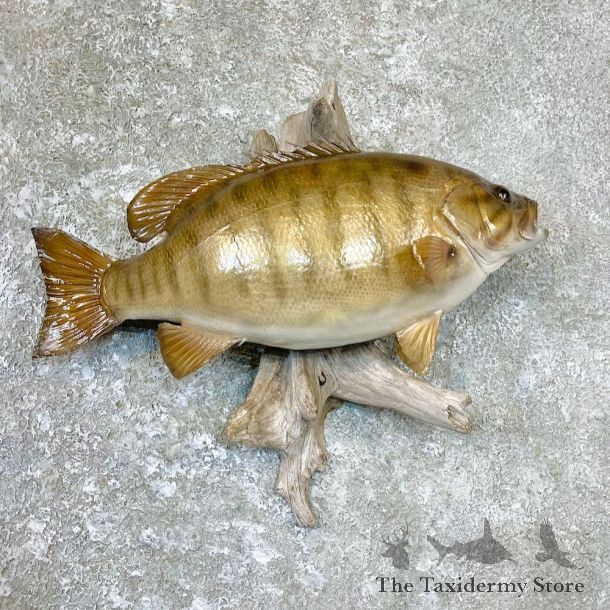 Smallmouth Bass Fish Mount For Sale #26705 @ The Taxidermy Store