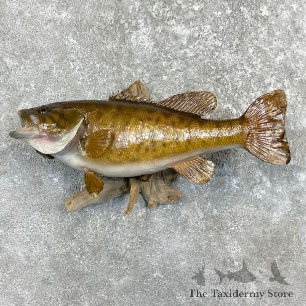 Smallmouth Bass Fish Mount For Sale #27390 @ The Taxidermy Store