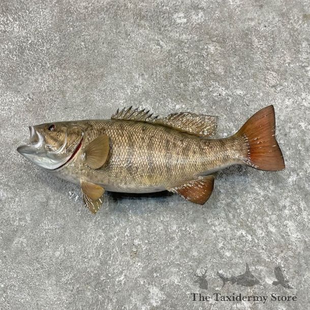 Smallmouth Bass Fish Mount For Sale #27556 @ The Taxidermy Store