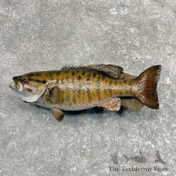 Smallmouth Bass Fish Mount For Sale #27567 @ The Taxidermy Store