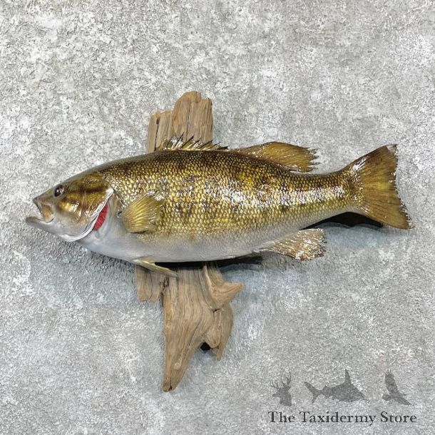 Smallmouth Bass Fish Mount For Sale #27813 @ The Taxidermy Store
