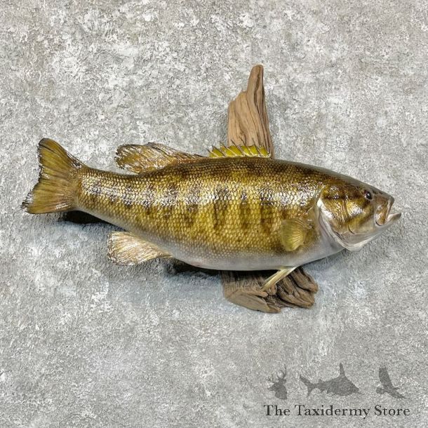 Smallmouth Bass Fish Mount For Sale #27818 @ The Taxidermy Store