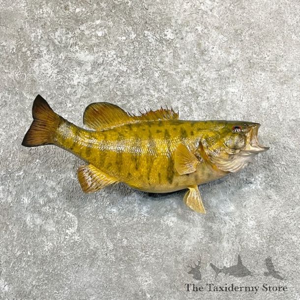 Smallmouth Bass Fish Mount For Sale #27823 @ The Taxidermy Store