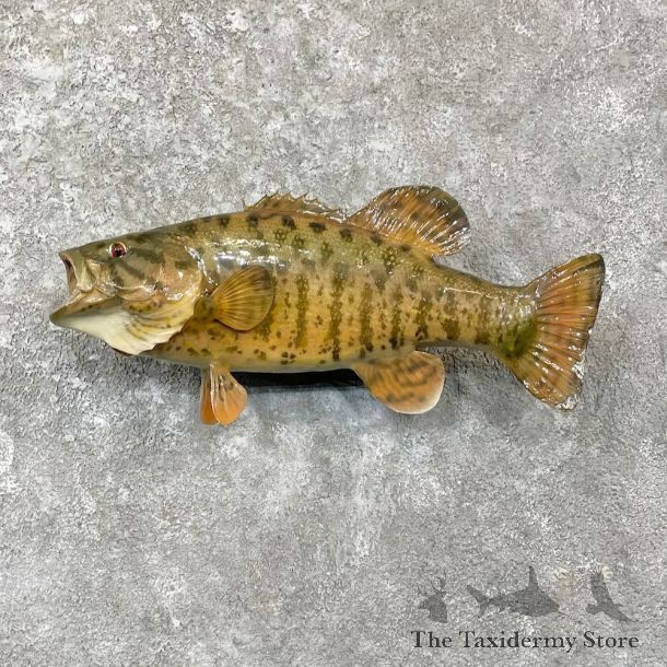 Smallmouth Bass Fish Mount For Sale #27825 @ The Taxidermy Store
