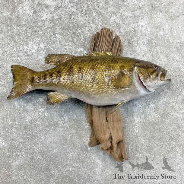 Smallmouth Bass Fish Mount For Sale #28433 @ The Taxidermy Store