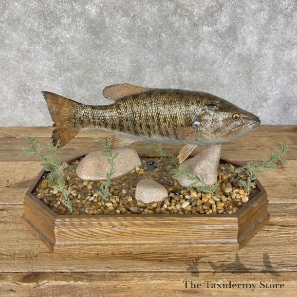 Smallmouth Bass Fish Mount For Sale #28323 @ The Taxidermy Store