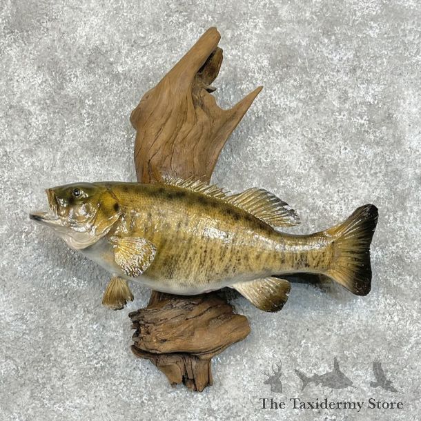 Smallmouth Bass Fish Mount For Sale #28520 @ The Taxidermy Store