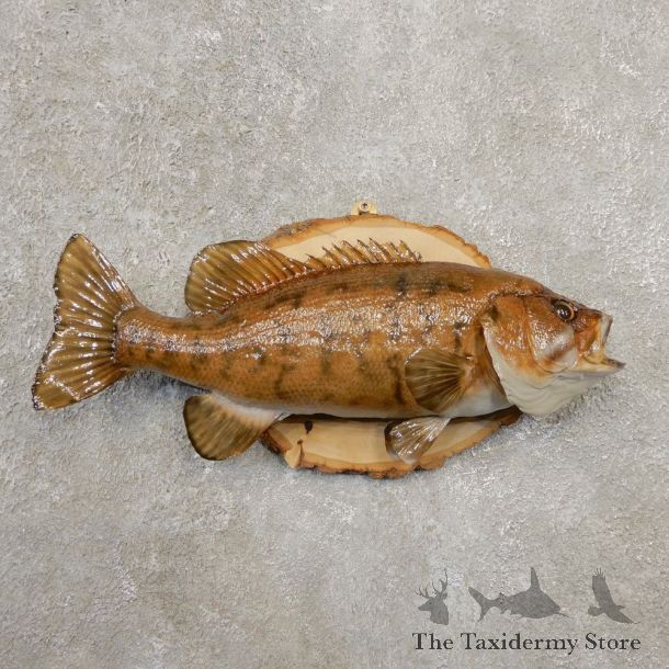 Smallmouth Bass Taxidermy Fish Mount #20582 For Sale @ The Taxidermy Store