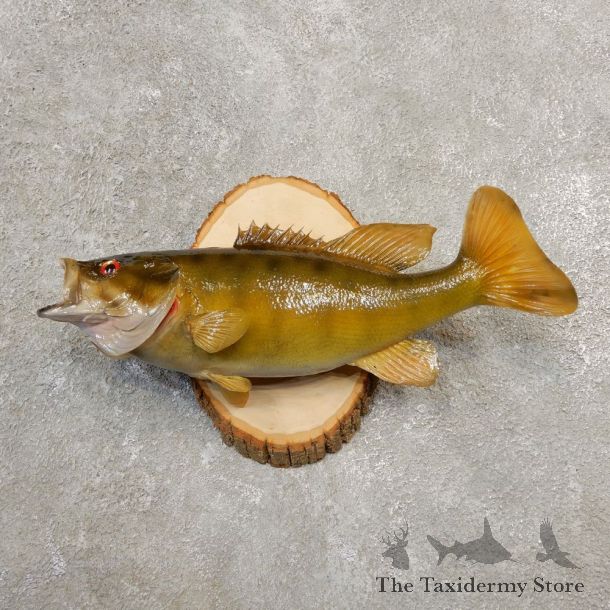 Smallmouth Bass Taxidermy Fish Mount #20585 For Sale @ The Taxidermy Store