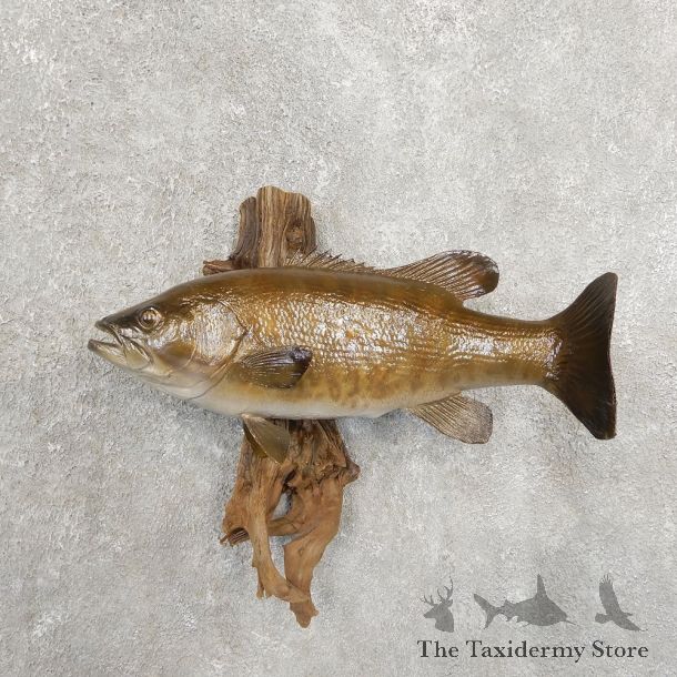 Smallmouth Bass Taxidermy Fish Mount #20905 For Sale @ The Taxidermy Store