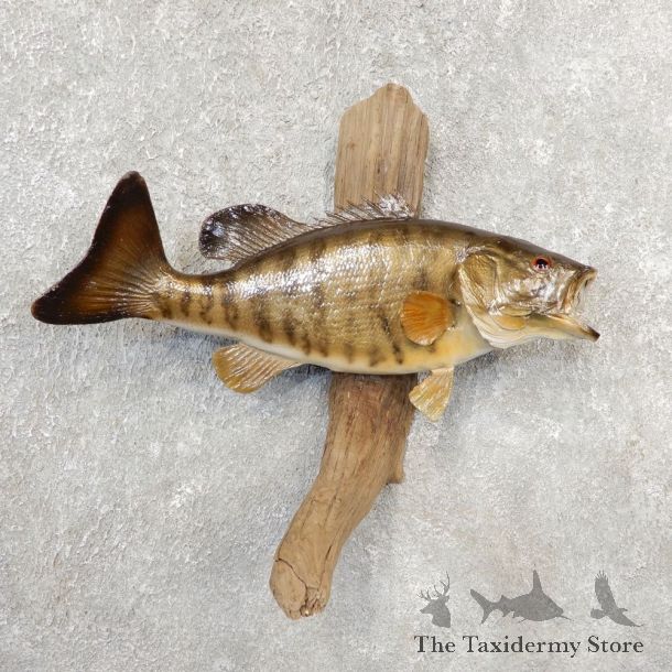 Smallmouth Bass Taxidermy Fish Mount #21095 For Sale @ The Taxidermy Store