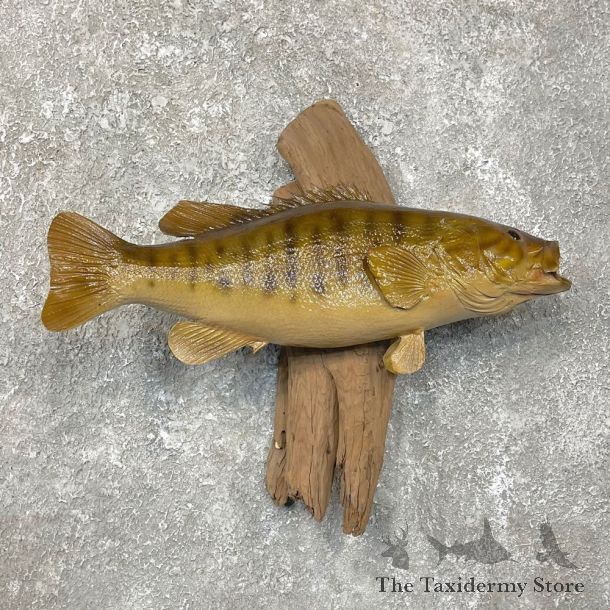 Smallmouth Bass Taxidermy Fish Mount #24109 For Sale @ The Taxidermy Store