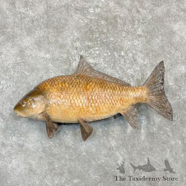 Smallmouth Buffalo Fish Mount For Sale #27262 @ The Taxidermy Store