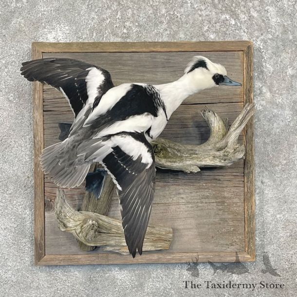 Smew Duck Bird Mount For Sale #27662 @ The Taxidermy Store