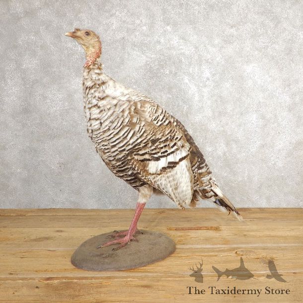 Smokey-Grey Turkey Hen Bird Mount For Sale #21010 @ The Taxidermy Store