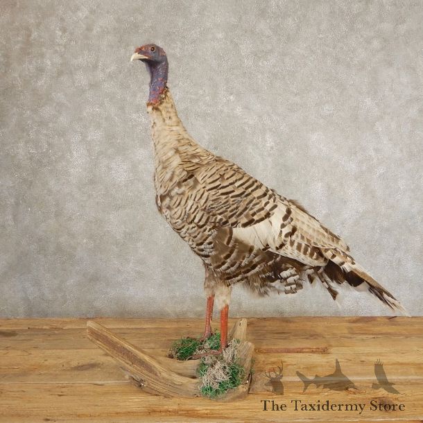 Smokey-Grey Turkey Hen Bird Mount For Sale #21384 @ The Taxidermy Store