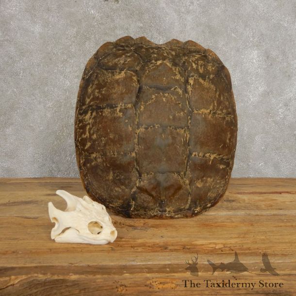 Snapping Turtle Skull & Shell Taxidermy  Mount For Sale - #21293