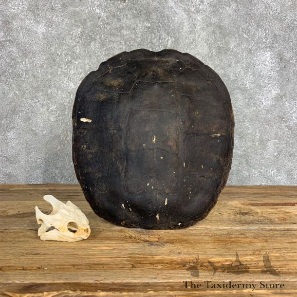 Snapping Turtle Skull & Shell Taxidermy Mount For Sale - #21294