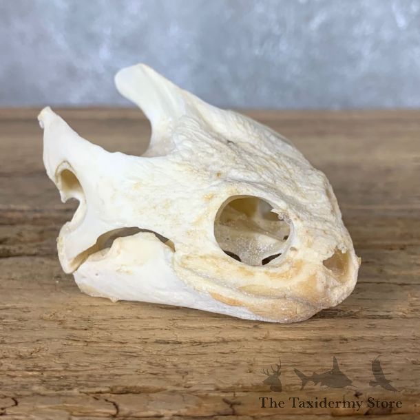 Snapping Turtle Skull Taxidermy Mount For Sale - #22252