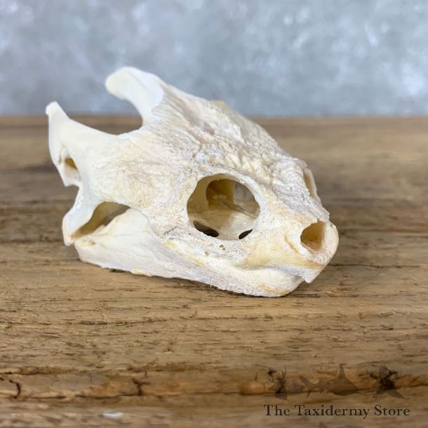 Snapping Turtle Skull Taxidermy Mount For Sale - #22259