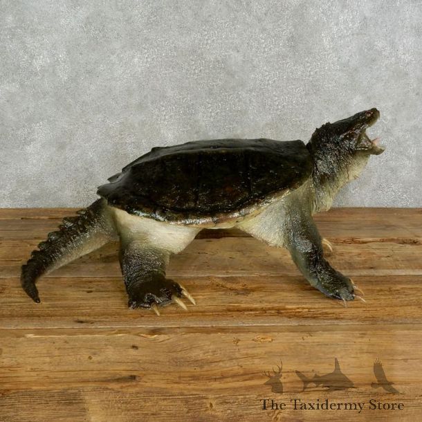 Snapping Turtle Taxidermy Mount For Sale - #17052