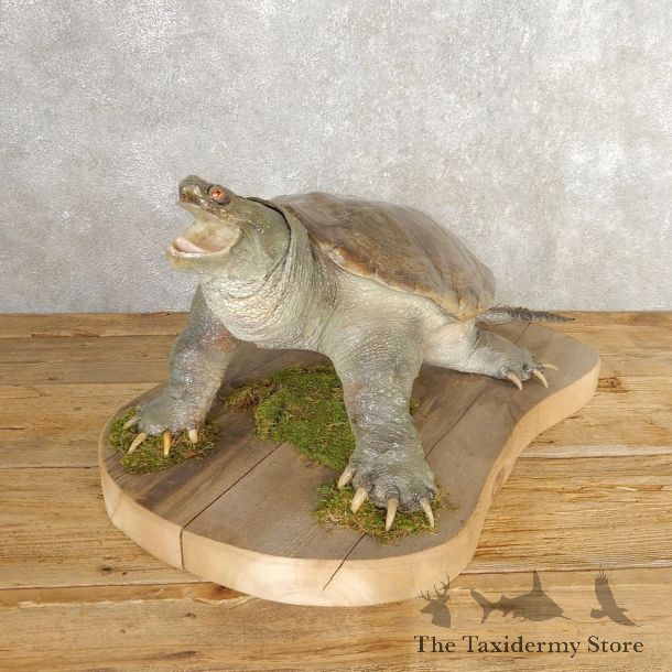 Snapping Turtle Taxidermy Mount For Sale - #21001