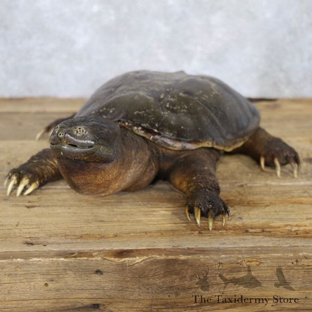 Snapping Turtle Taxidermy Mount For Sale - #22228