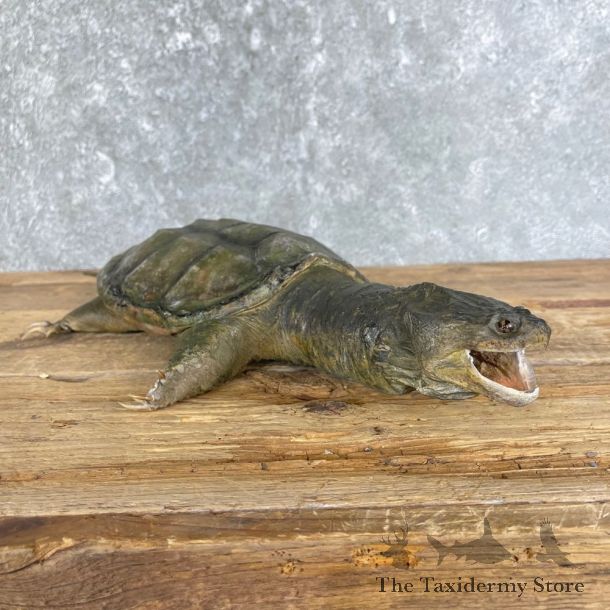 Snapping Turtle Taxidermy Mount For Sale - #25128 @ The Taxidermy Store