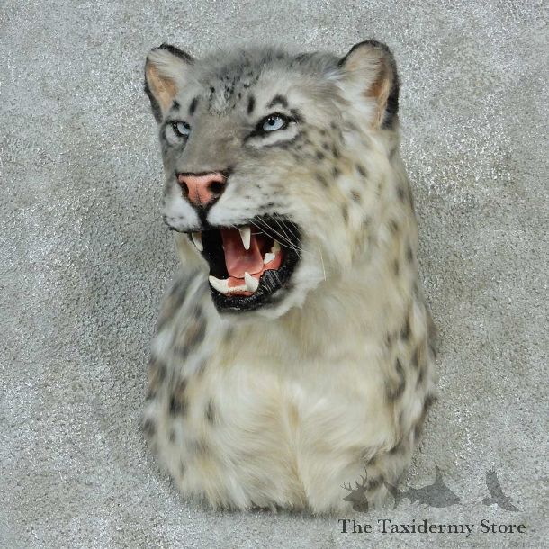 Snow Leopard Shoulder Taxidermy Mount #13234 For Sale @ The Taxidermy Store