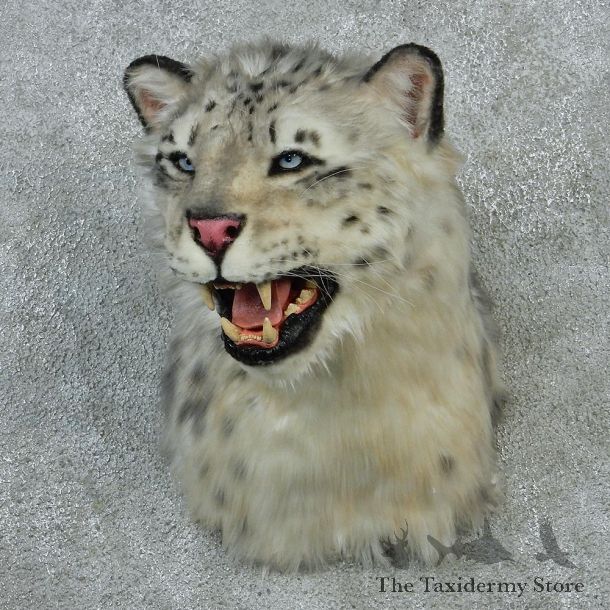 Snow Leopard Taxidermy Shoulder Mount #12917 For Sale @ The Taxidermy Store